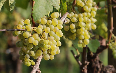 Traube Cabernet Blanc